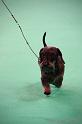 Crufts2011_2 1498